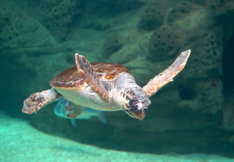 Save Turtles